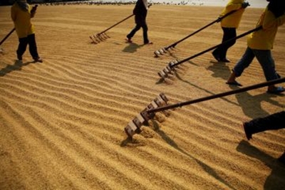 ไทยเสียแชมป์ส่งออกข้าว